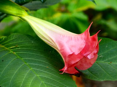 Exotic flower bright beautiful