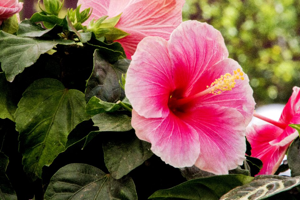 Garden nature flowers