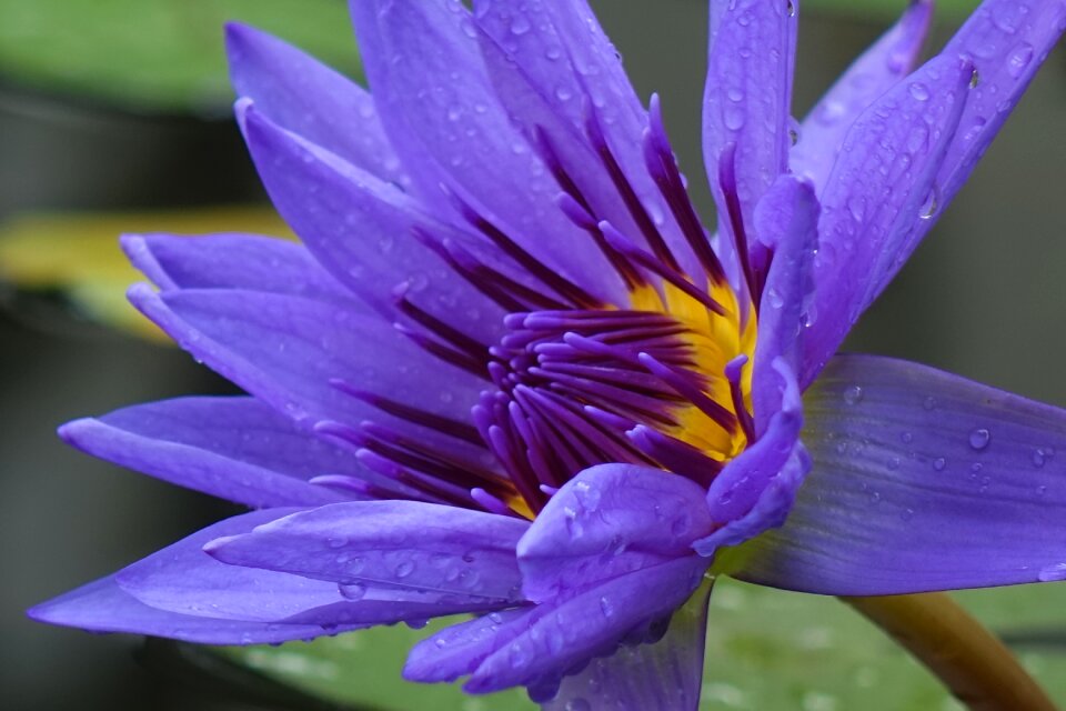 Lotus purple the meridional lotus