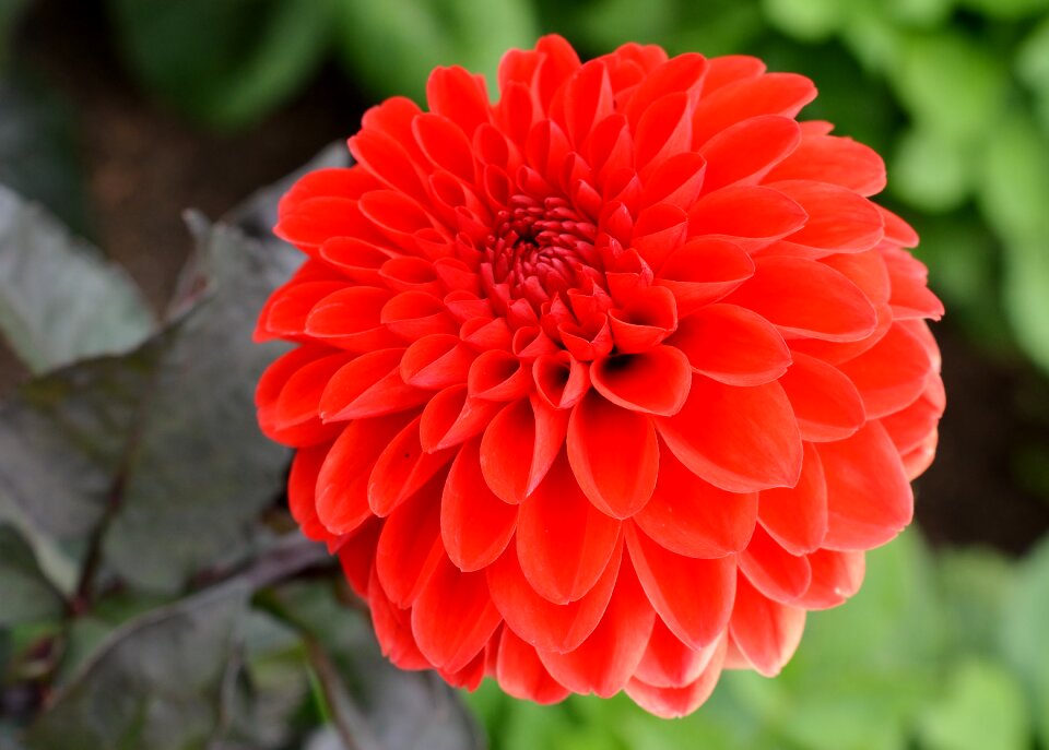 Bloom flora red