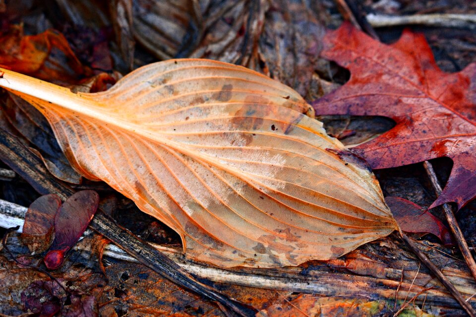 Autumn color autumn vein