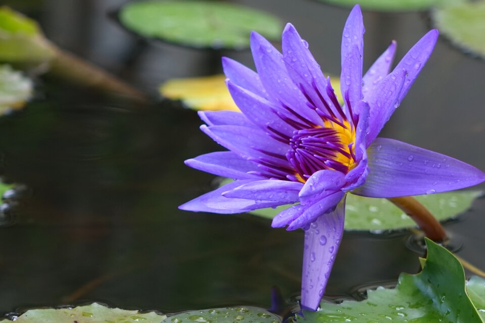 Purple 蓮 perfume flowers the meridional lotus