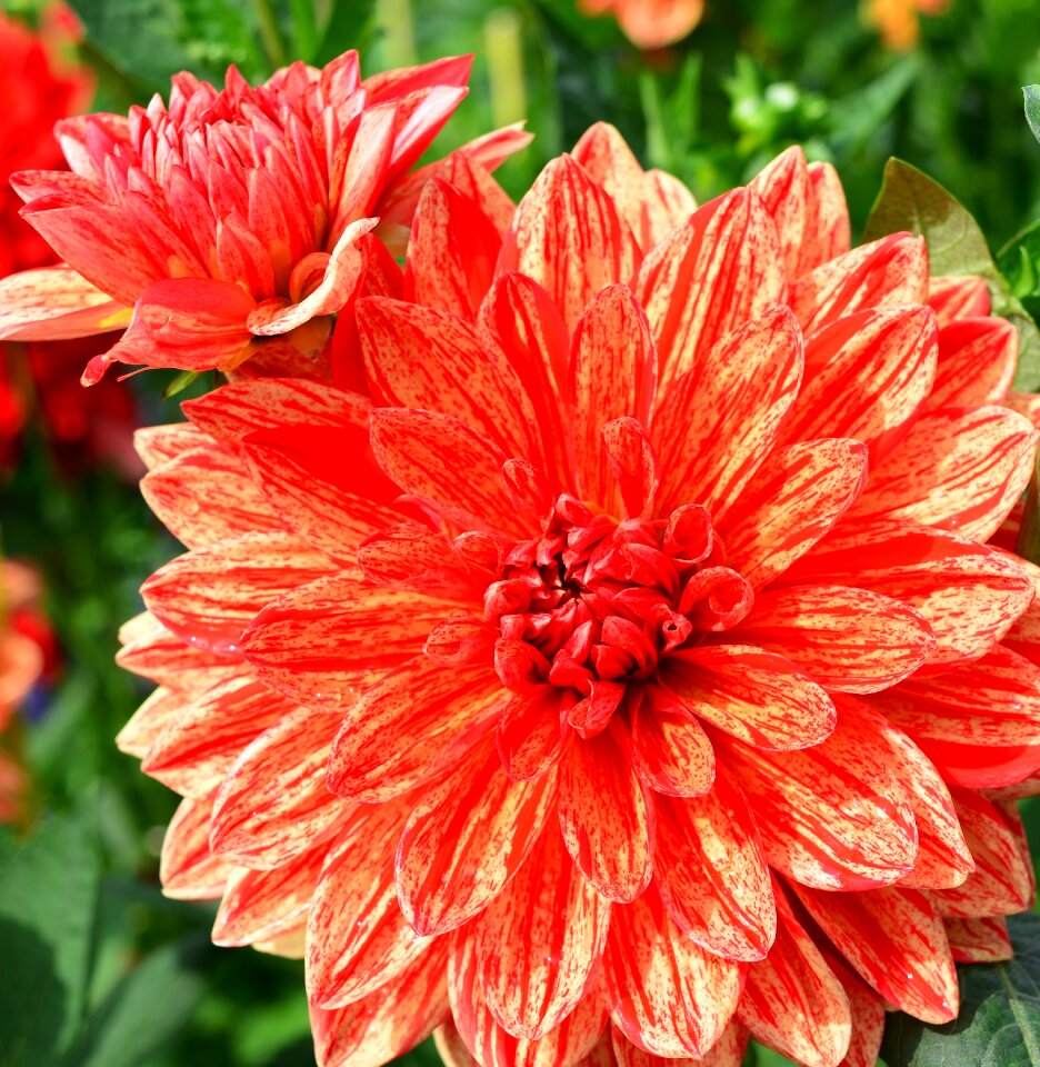 Dahlia petals close up