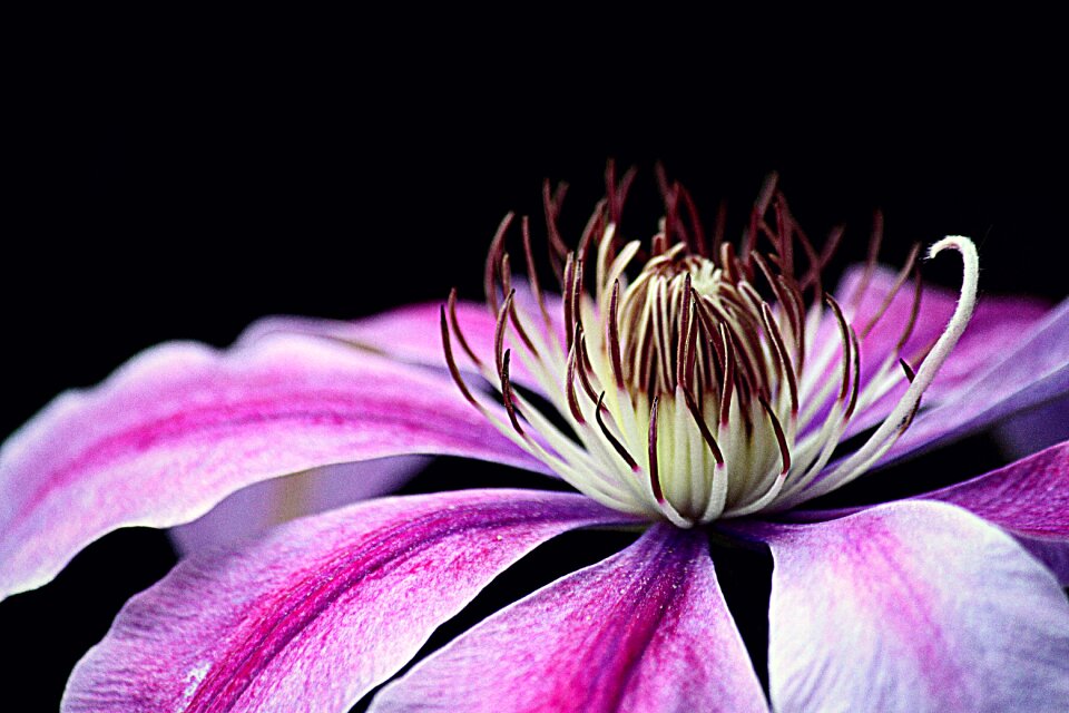 Flower plant nature