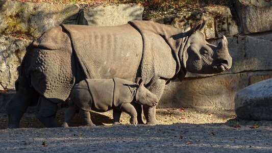 Mammals plant-eaters young