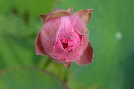 Lotus pink water lotus