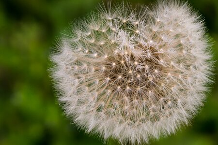Macro spring summer