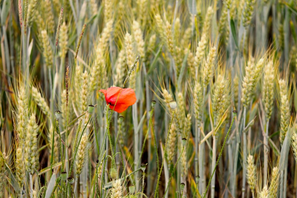 Cornfield red poppy flower photo