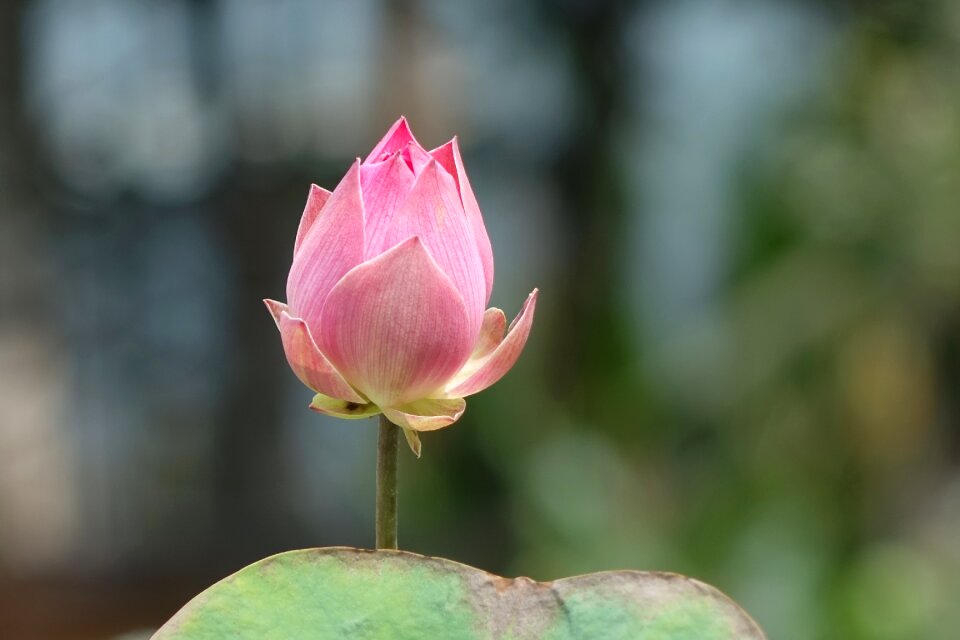 Lotus pink water lotus