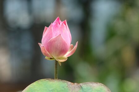 Lotus pink water lotus