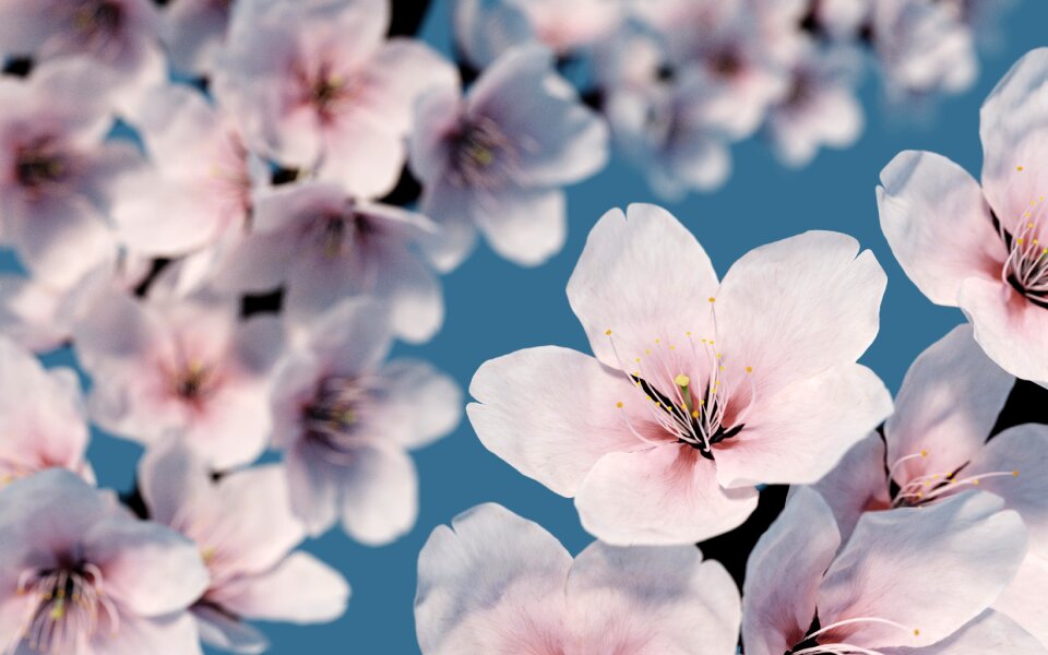 Bloom spring nature