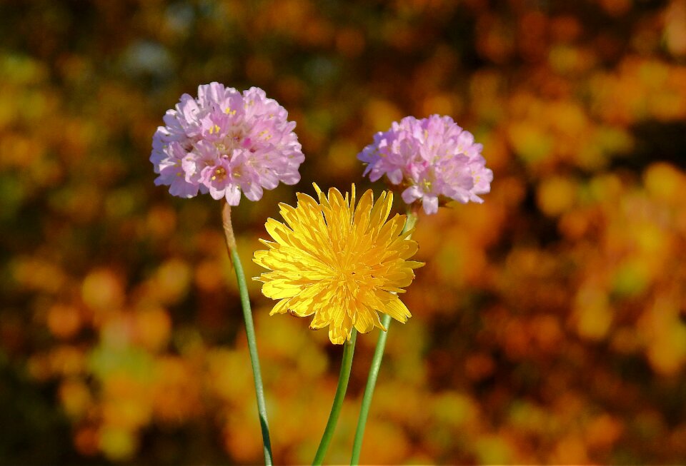 The beasts of the field nature autumn