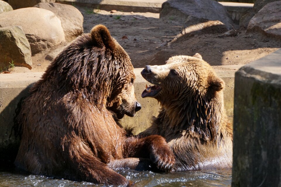 Animal world nature animal
