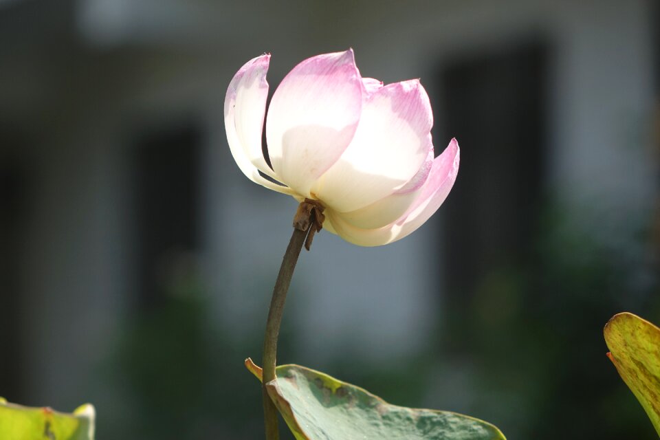 Lotus pink water lotus