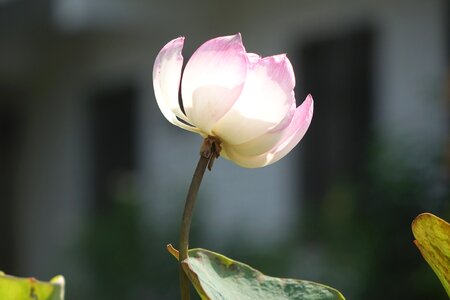 Lotus pink water lotus