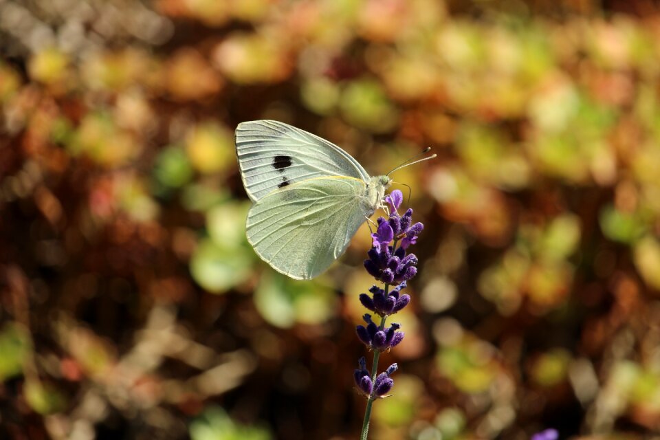 Nature insect summer