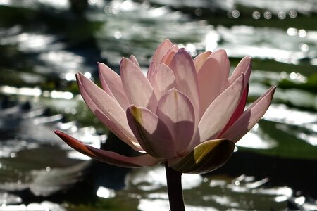 Lotus pink water lotus