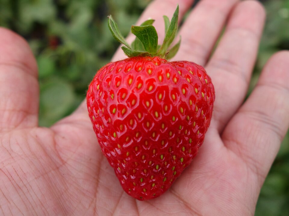 Berry red summer
