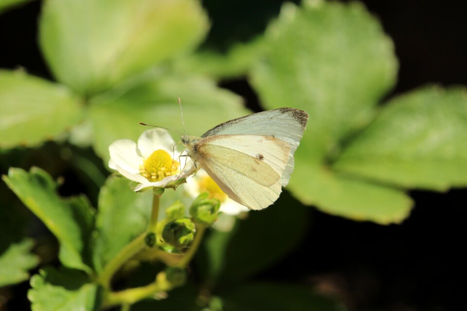 Nature insect summer