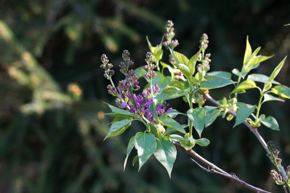 Plant leaf flower