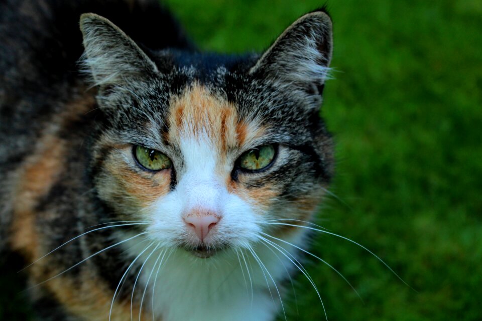 Face fur portrait