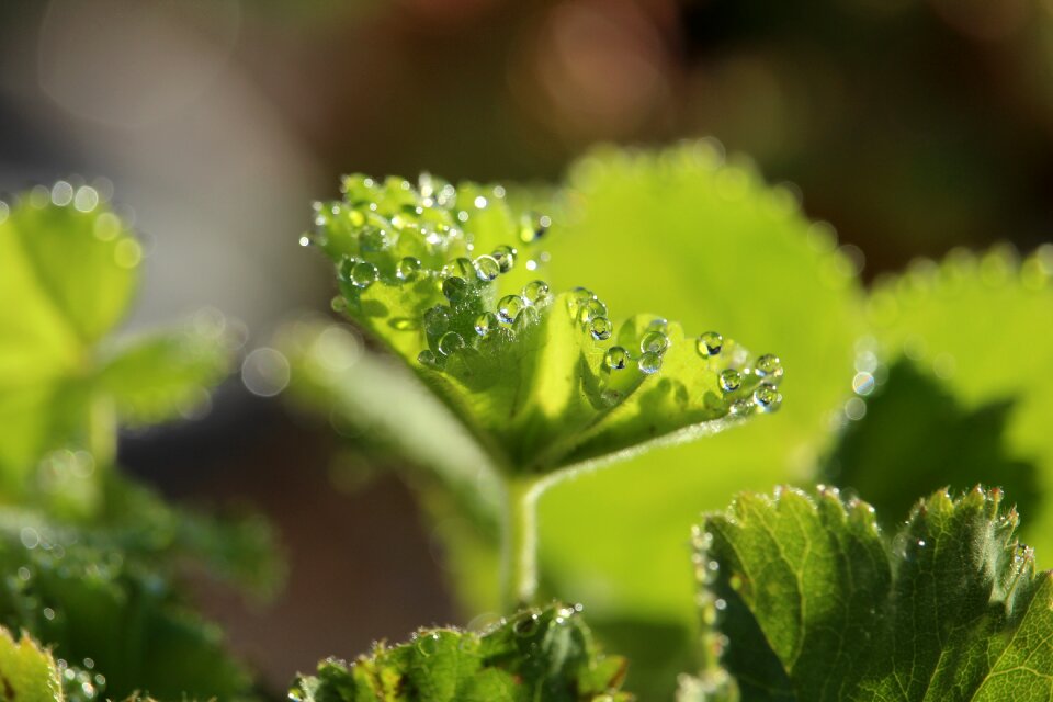 Drip dewdrop close up