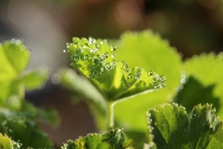 Drip dewdrop close up