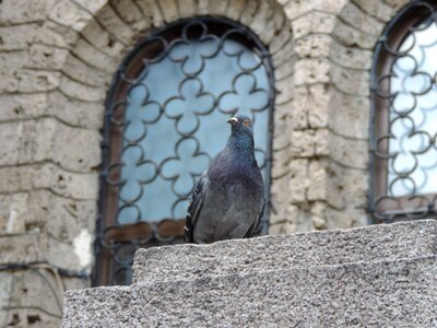 Building wall bird