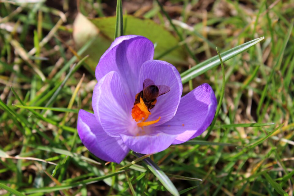 Bee flower nature