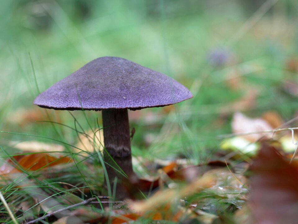 Autumn cortinarius violaceus violet
