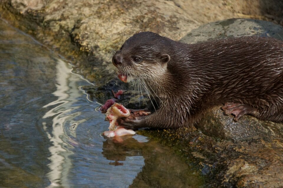 Animal world nature otter