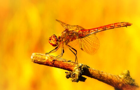 Dragonflies różnoskrzydłe animals nature