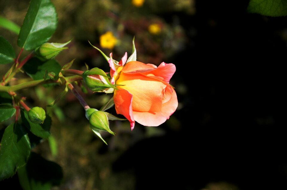 Summer floral leaf