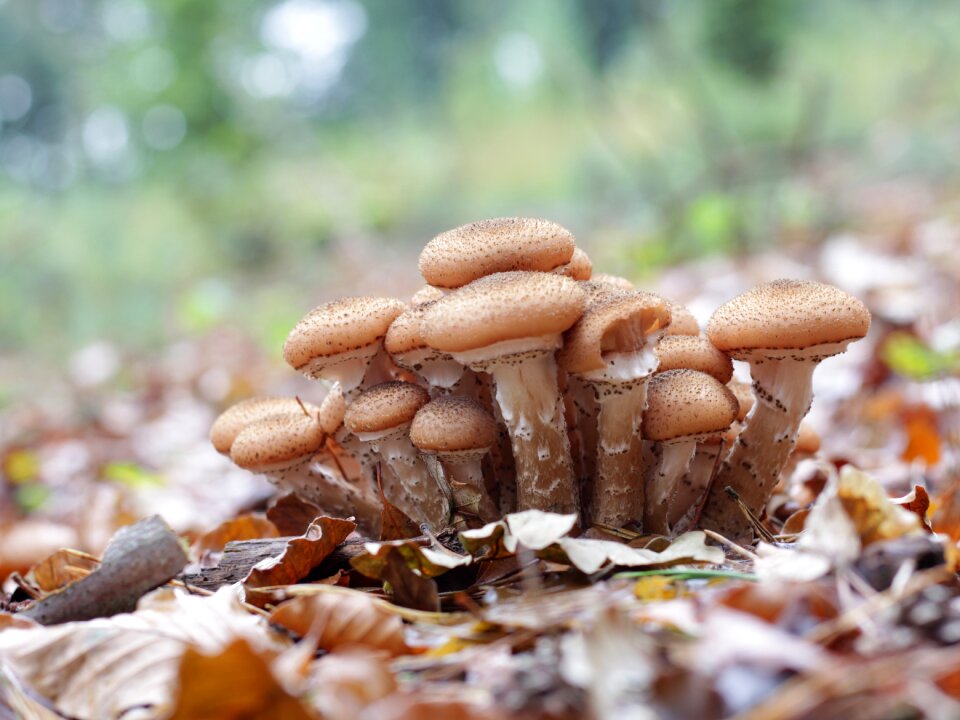 Autumn brown forest