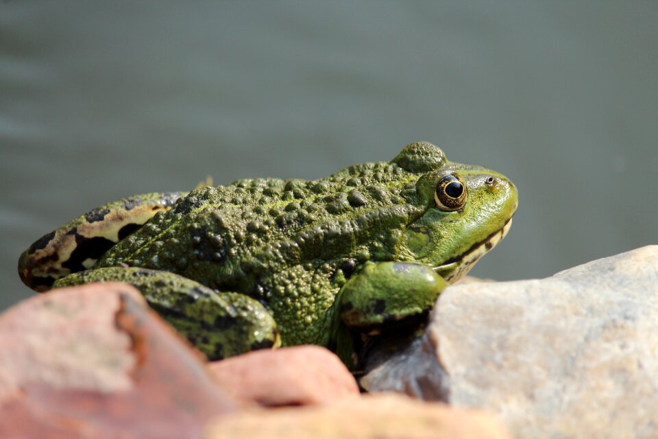 Water frog nature amphibian photo