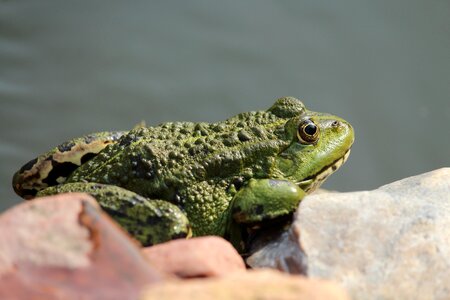 Water frog nature amphibian