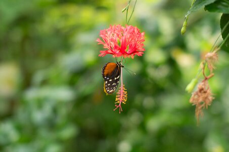 Nature wing butterflies photo