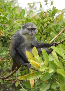 Nature island africa photo