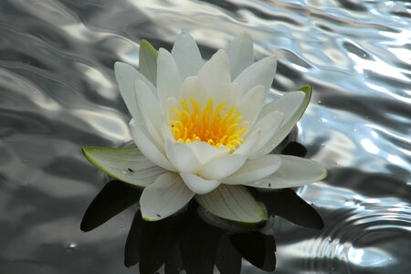 Aquatic plant nature pond