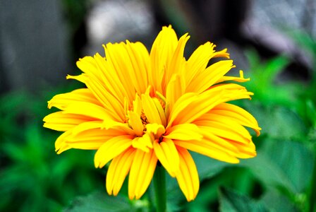 Yellow flower garden greenish