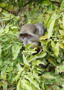 Nature island africa photo