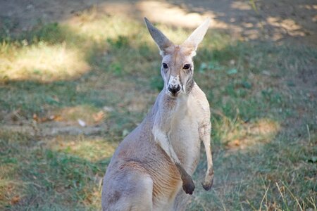 Marsupials animals mammal