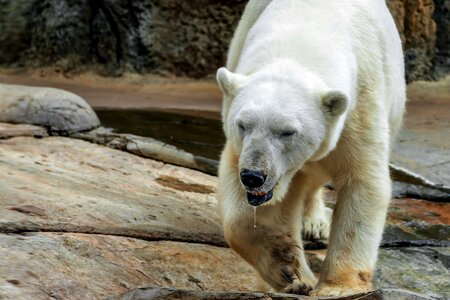 Diego zoo animal
