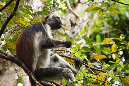 Nature africa primate