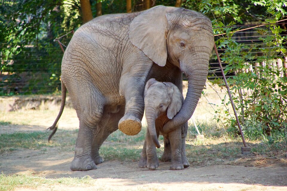 Africa safari animals