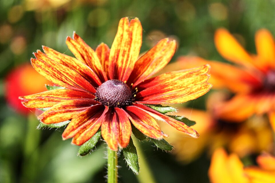 Flower blossom bloom photo