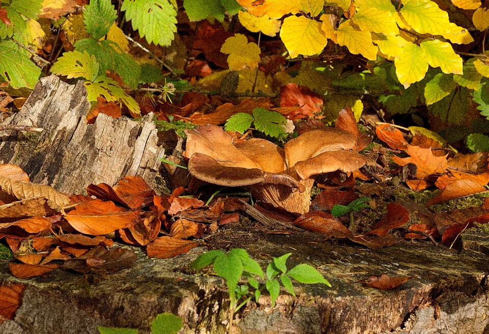 Autumn moss nature