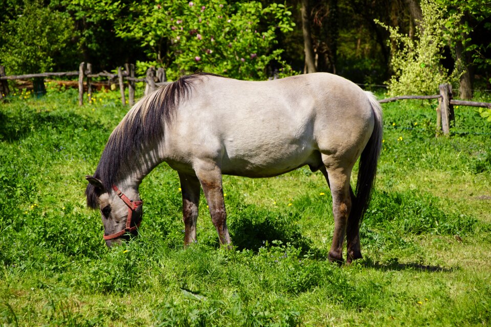 Horses animal pasture land