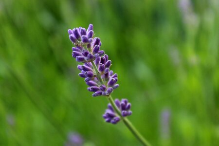 Purple scented plant blooming lavender photo