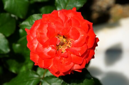 Summer floral leaf photo